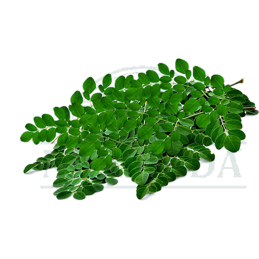 Drumstick Leaves Bunch